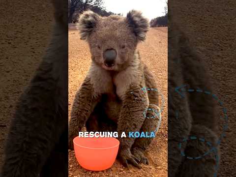 This Koala Asked Humans For Help 🐨 #shorts