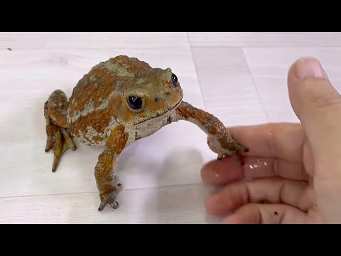 一般的なカエルのスプーン 植物