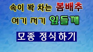 [텃밭농부. 1,031] 속이 꽉 차는 봄배추.  잎들깨 모종 정식 #봄배추재배 #들깨재배
