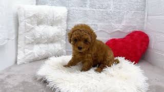 タイニープードルの動画01