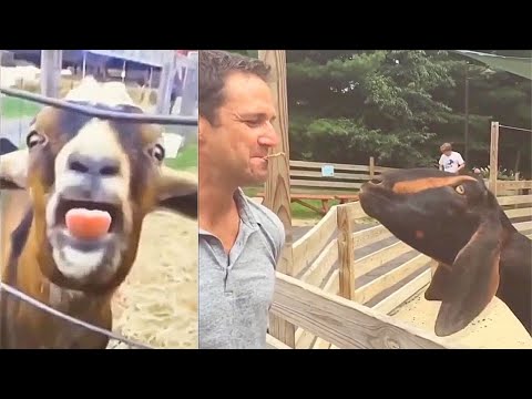 ヤギは人間のように叫びます、笑わないようにしてください 🐐 😲 😀 😂 🤣 2021 年 2 月編集