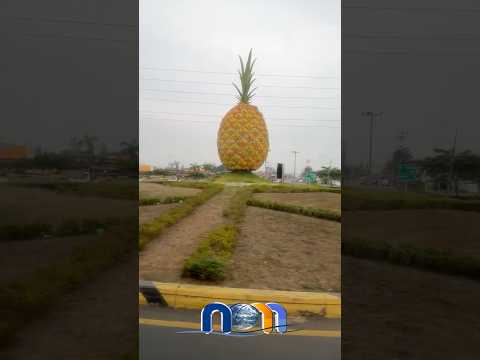 Milagro, tierra dulce como su piña