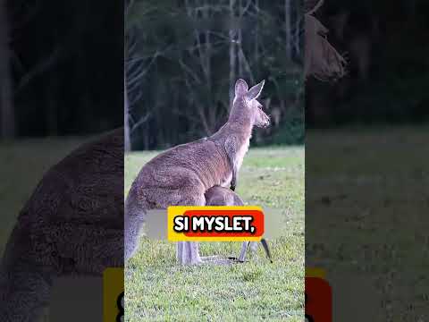 Co Je Zvláštního Na Těchto Klokanech?! 🦘😲