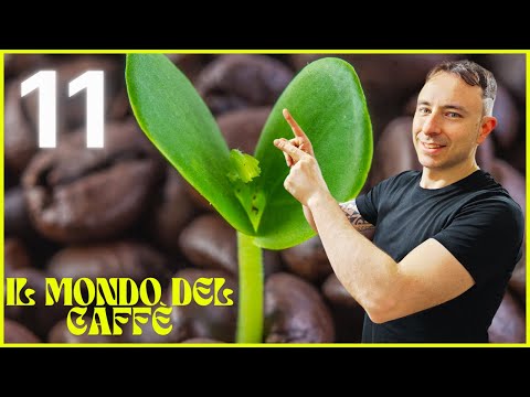 Corso completo sul caffè: dal chicco alla tazzina, tutto ciò che devi sapere! UNDICESIMA PUNTATA