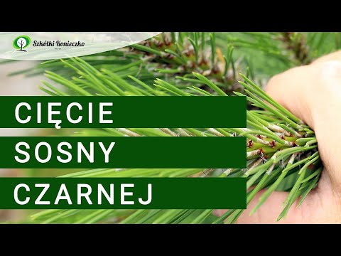 Jak przycinać sosnę czarną?