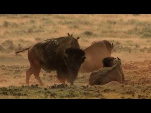 Füves pusztaságok: Észak-Amerika rejtett vadonjai