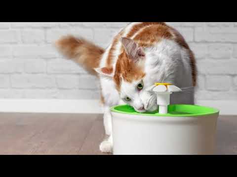 Healthy Hydration options for Cats by RAWZ Natural Pet Food