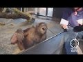 Wildlife Laughter In Animals 2016 04 29