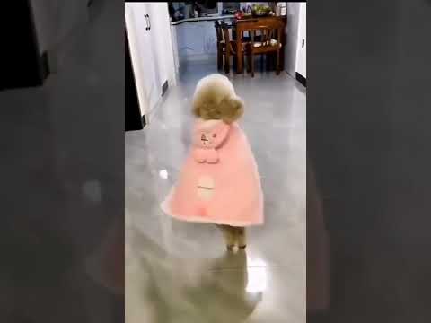 🐩🐩👏👏💃🏻💃🏻💃🏻💃🏻💃🏻