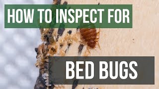 How to Inspect for Bed Bugs: Bed Bug Control