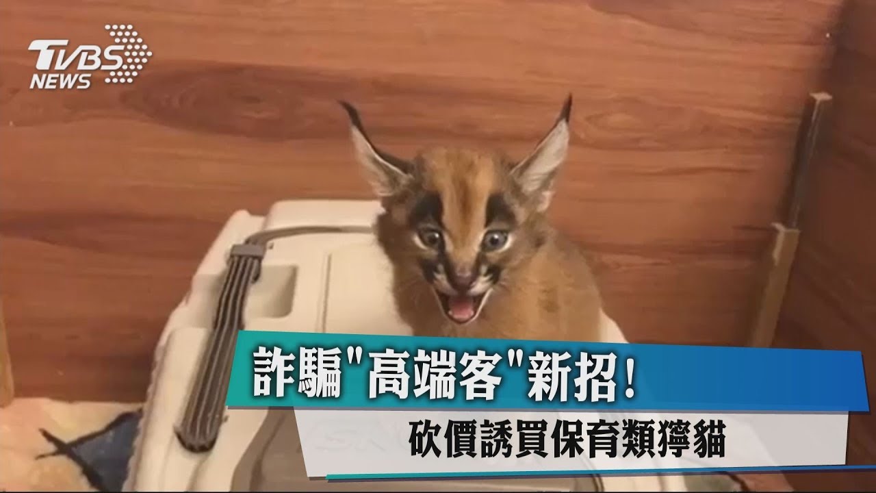 詐騙「高端客」新招! 砍價誘買保育類獰貓