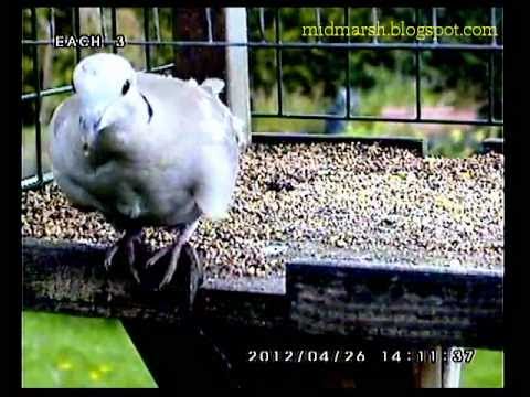 Collared Dove