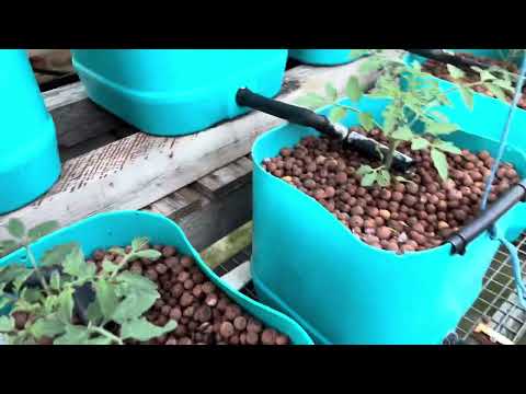 Hydroponic garden 17 September 2023