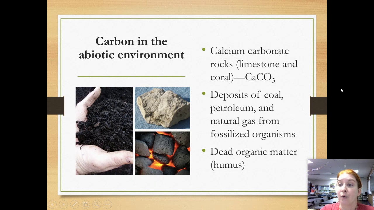 Unit 1.3 notes - Biogeochemical cycles