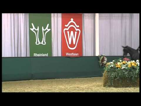 Lima Luna (by Lord Loxley x Tanzer)