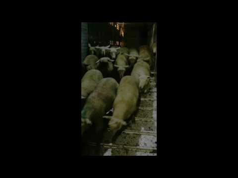 download lagu mp3 mp4 Fete Sacrifice 2017, download lagu Fete Sacrifice 2017 gratis, unduh video klip Fete Sacrifice 2017