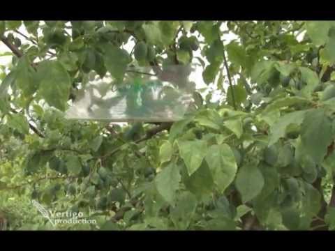 Zastita sljiva   U nasem ataru 491