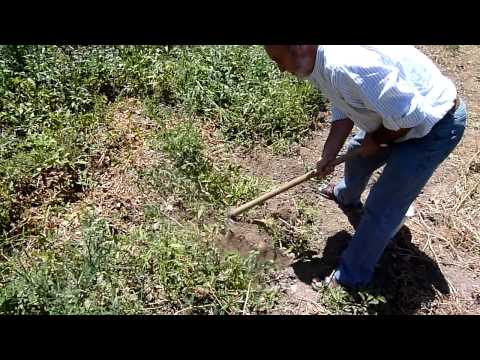 Salamanca - village of Navarredonda de la Rinconada - cultivation of potatoes