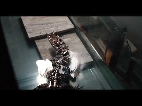 Los x Dirty money Kyle x Oil man - technical prd(616pablo)