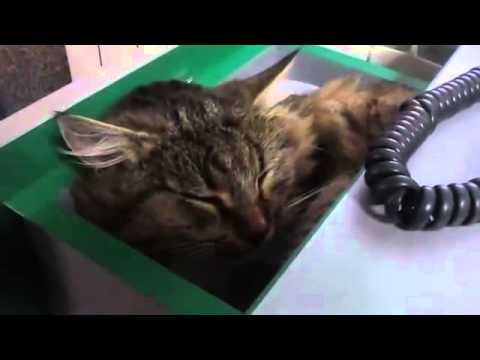 Office Desk Cat Funny Videos
