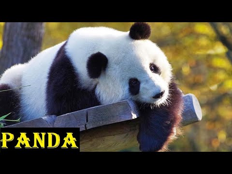 panda| life and facts about panda |  Panda  Videos  HD | Rare Life of  Panda | animal deep life