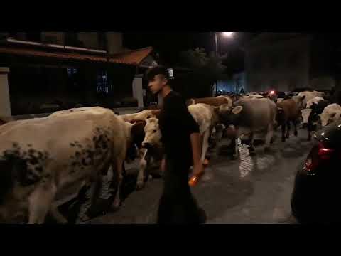 transumanza Pont 7 10  2023