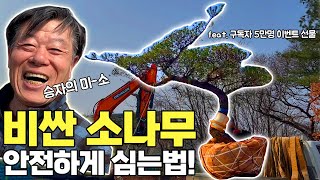 비싼 특수목 소나무 식재에 대한 수석님의 노하우 대방출~![이벤트 당첨 소나무 식재영상! ]