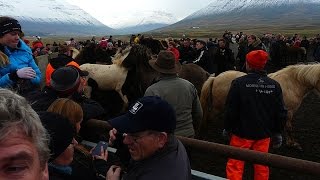 preview picture of video 'Laufskálarétt 2014'