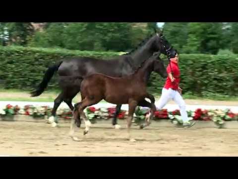 142 Diplomatin Stute v. Don Nobless - Sandro Hit