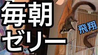 【華麗なジャンプ】フクロモモンガの毎朝ゼリー【ペット】