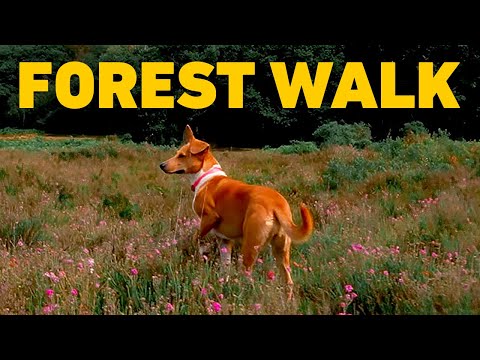 Musica Para Perros 🐾 Paseo virtual con perro por los bosques británicos en verano 🌳 Perros TV HDR