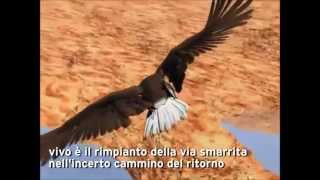 Le aquile non volano a stormi videoclip