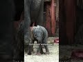 Olifantje geboren in Beekse Bergen | #shorts