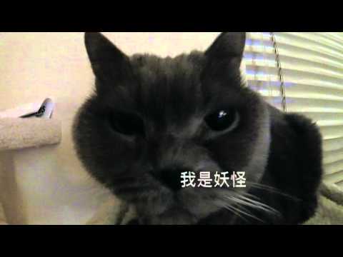 Mars - Cat British shorthair