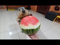 The marmot refused a large watermelon that I offered