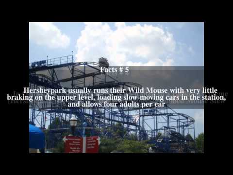 Wild Mouse short video by Radha Tiwari
