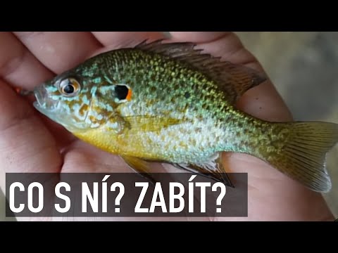 ZAKÁZÁNO VRACET DO VODY | Máme ji teda zabít? Slunečnice pestrá (pumpkin seed) invazivní druh