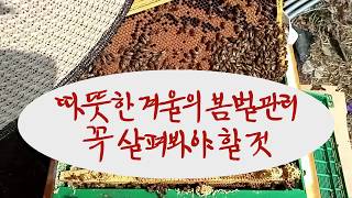 따뜻한 겨울의 봄벌관리, 점검사항