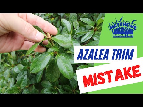 Azalea Trim Mistake