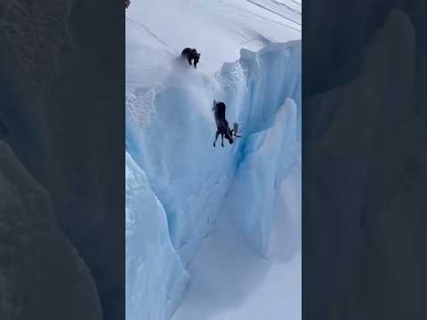 These Wild Animals Did Not See This Glacier Coming!