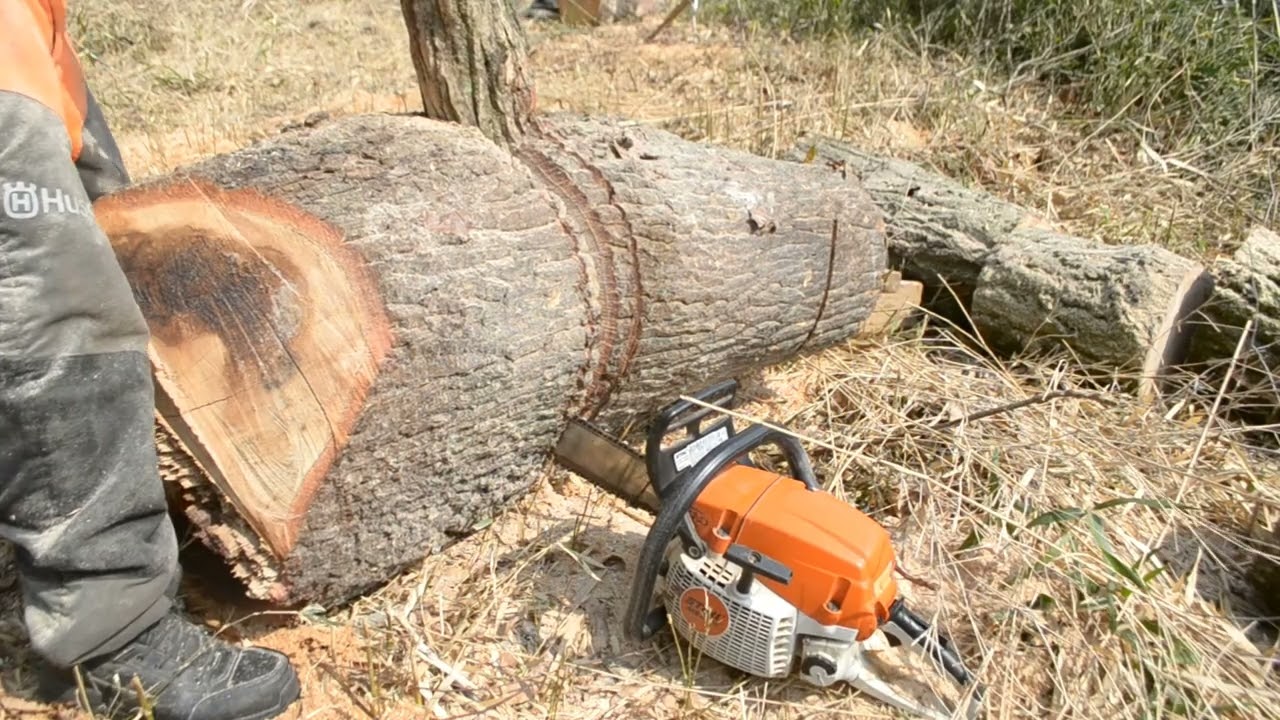ゴン太の薪作り　大きなクヌギの根元を切り刻む