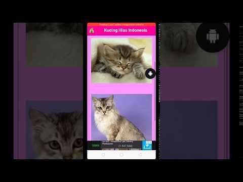 Kucing Hias Video