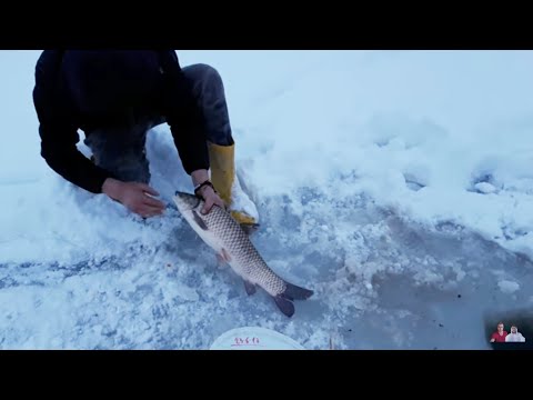 Am prins un pește la copcă si l-am gatit  pe tablă !