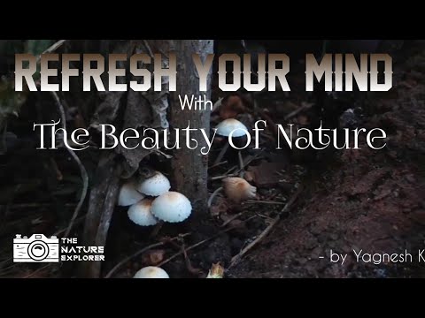 The Beauty of Nature by TNE-The Nature Explorer | Yagnesh K |#nature|#photography