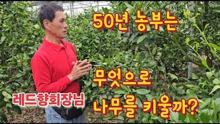 레드향나무 키우기 비료와 퇴비는 무엇이 필요할까