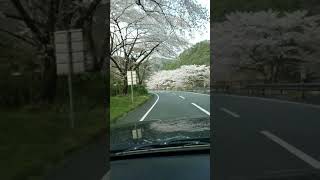 平瀬彪 撮影  春の下北山村は桜がきれい！