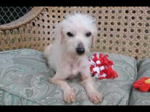 Polly Pocket, an adopted Terrier & Poodle Mix in Houston, TX_image-1