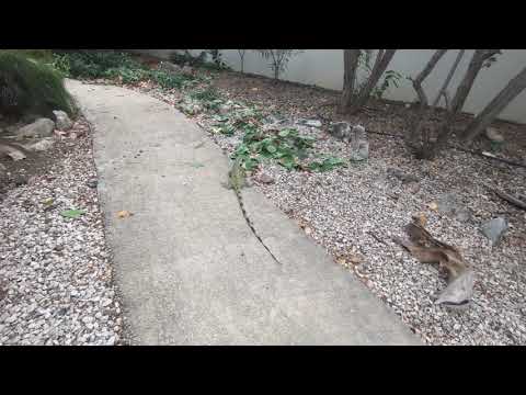 2019 03 29 Varan Bonaire