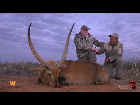Roter Letschwe? Ja, wir haben einen. Jagen mit Wintershoek Safaris.