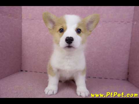 10/13雙色柯基犬公幼犬(台東市)